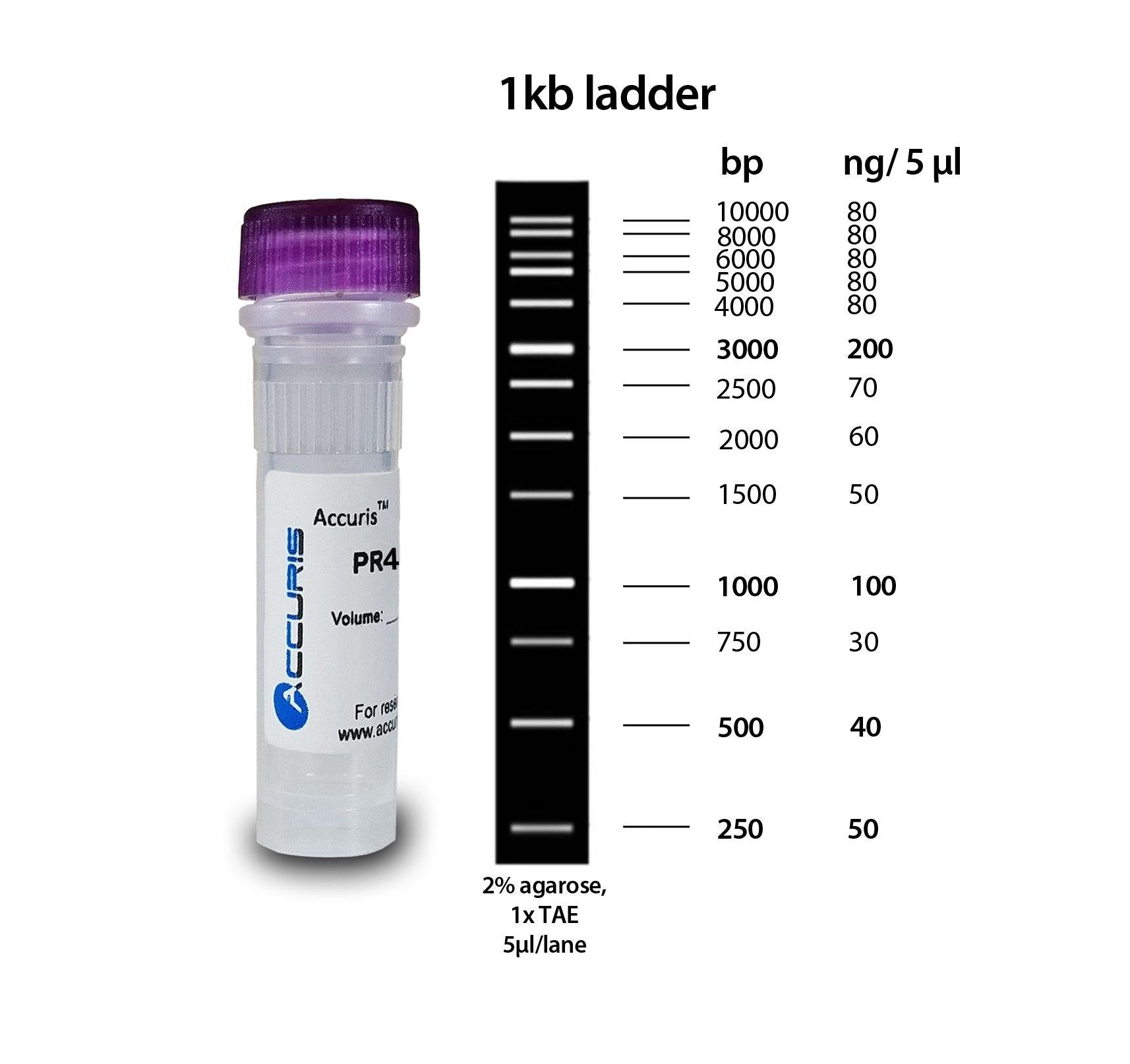 Accuris PR4100-100 SmartCheck 1kb DNA Ladder, 500ul / 100 lanes